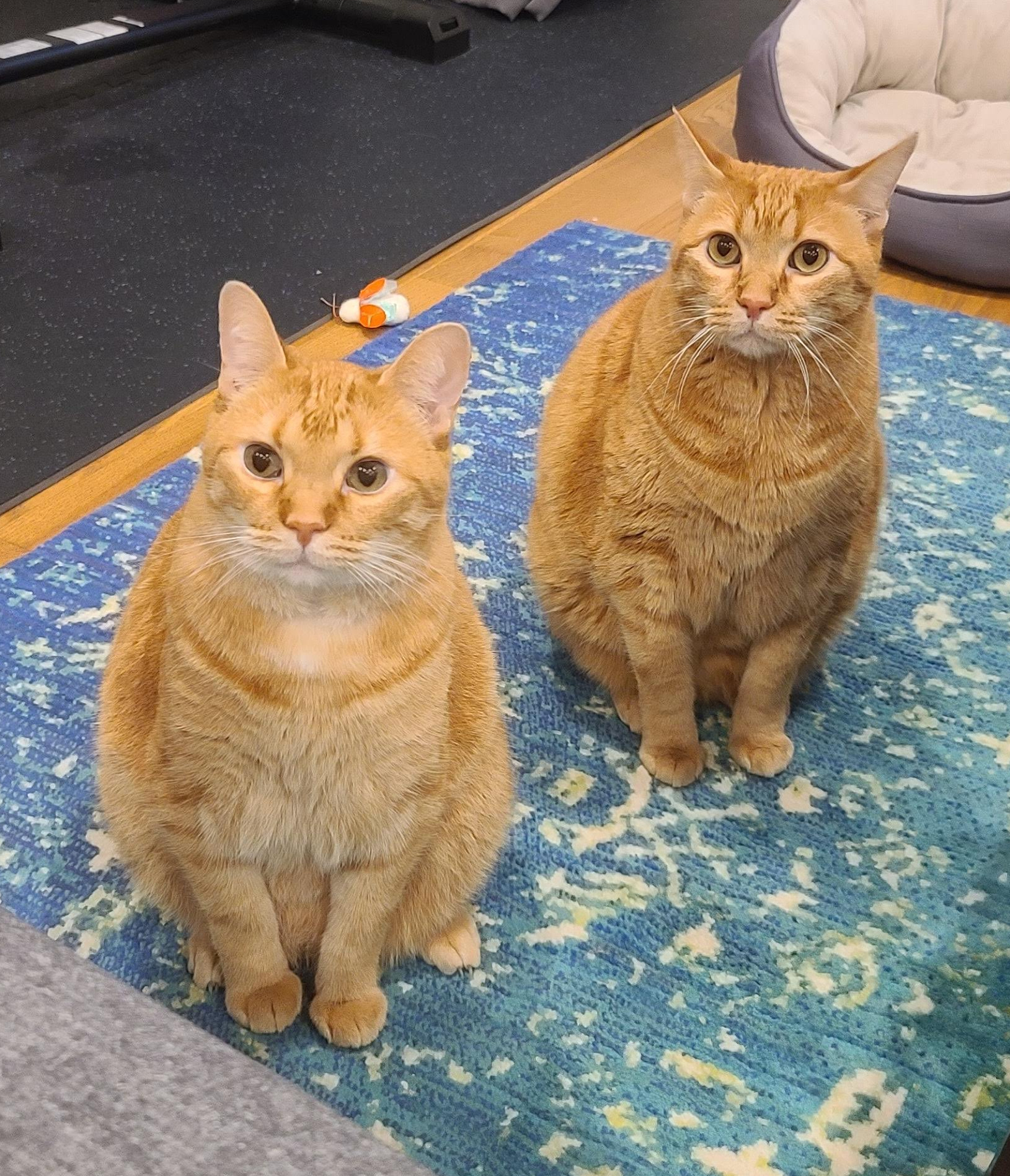 Cats Patiently Waiting for Food