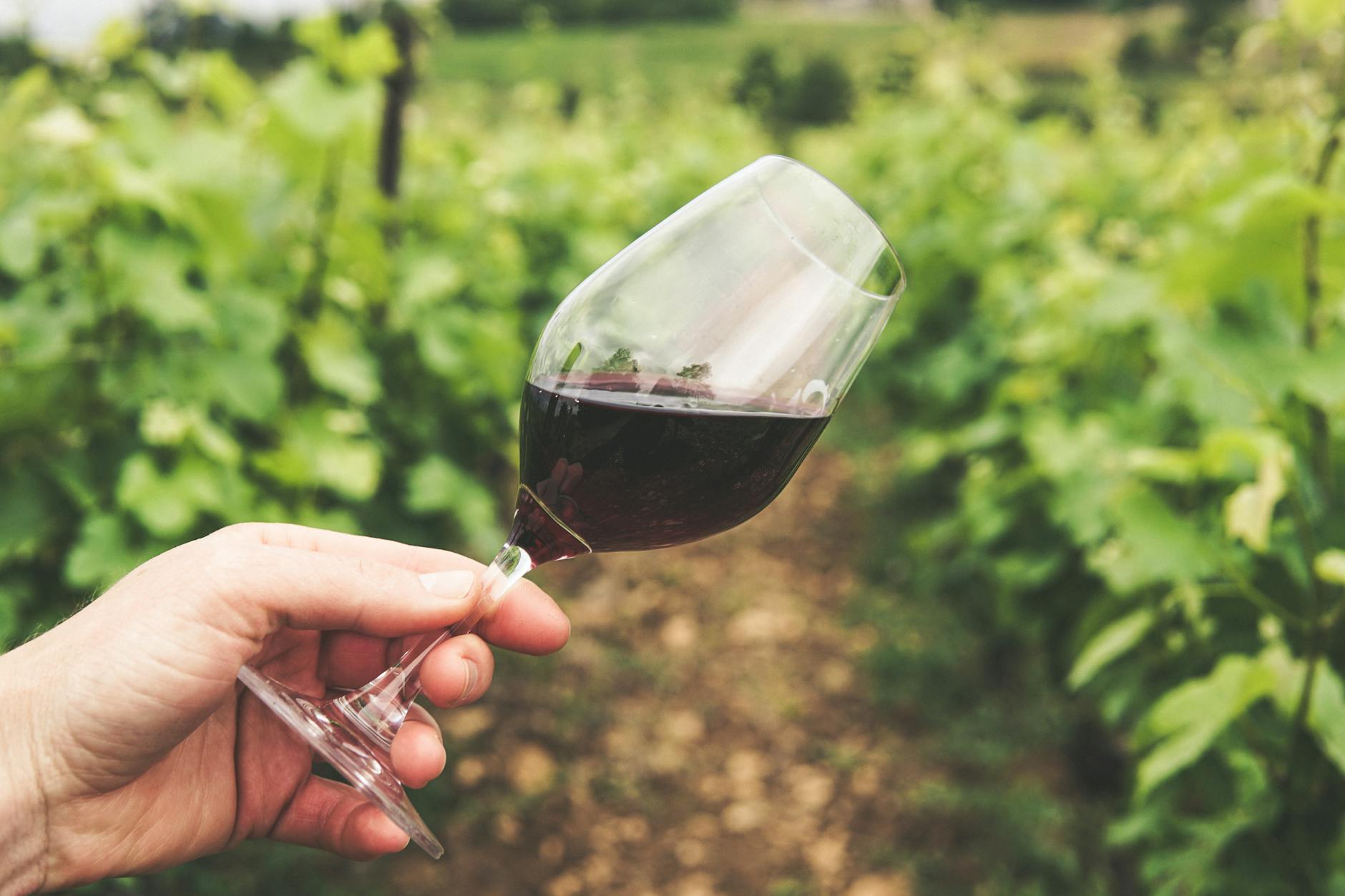 A Guide to Montgomery County Wineries